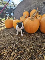 Kavi, a female Boston Terrier for sale in Owen, WI – 1 of 1