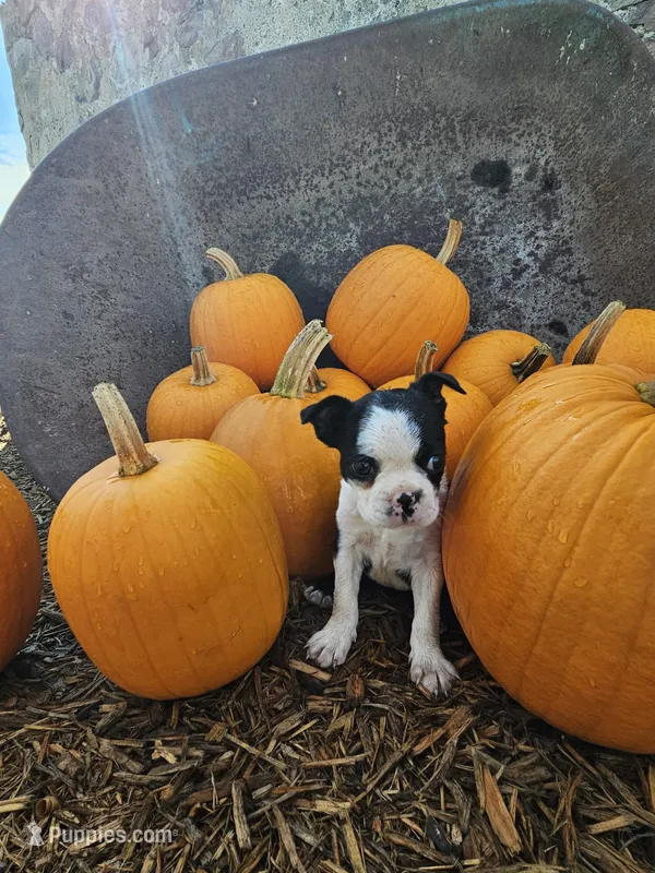 Shelby – Boston Terrier puppy for sale in Owen, WI