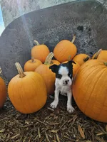 Shelby, a female Boston Terrier for sale in Owen, WI – 1 of 1