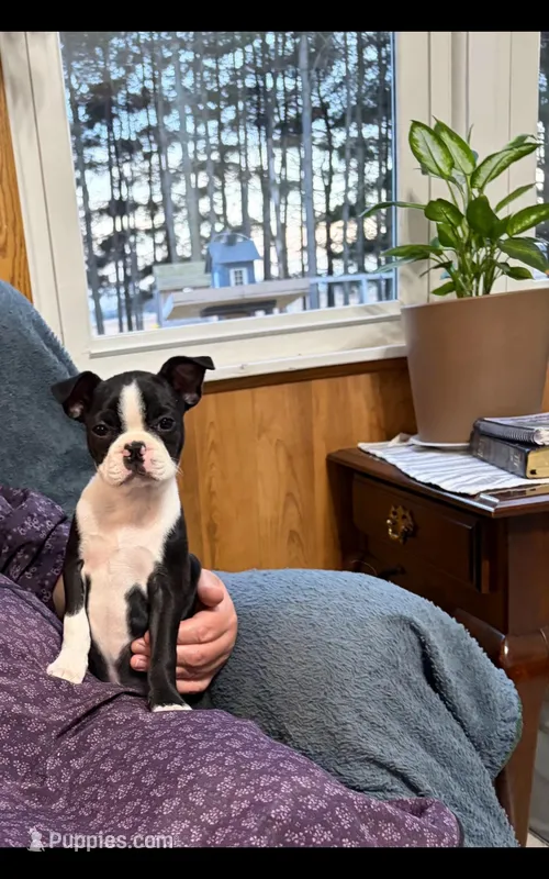Trish – Boston Terrier puppy for sale in Owen, WI