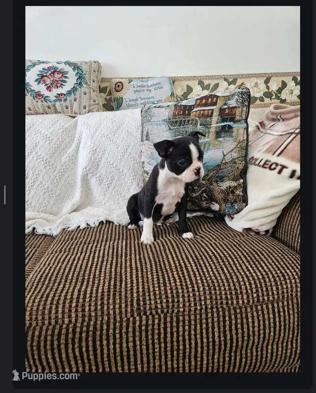Trish – Boston Terrier puppy for sale in Owen, WI