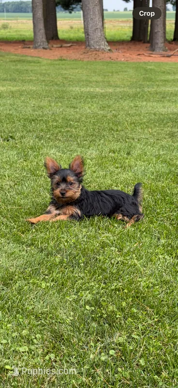 Rosie – Yorkshire Terrier puppy for sale in Owen, WI