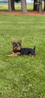 Rosie, a female Yorkshire Terrier for sale in Owen, WI – 1 of 2