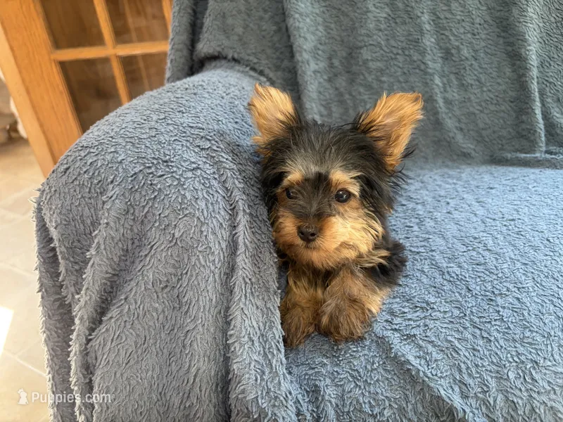 Peanut  – Yorkshire Terrier puppy for sale in Owen, WI