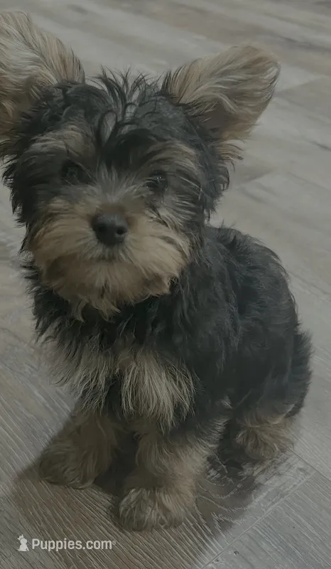 Boudin – Yorkshire Terrier puppy for sale in Kinder, LA