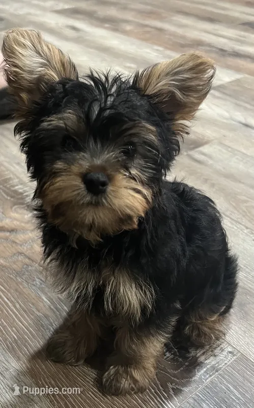 Boudin – Yorkshire Terrier puppy for sale in Kinder, LA