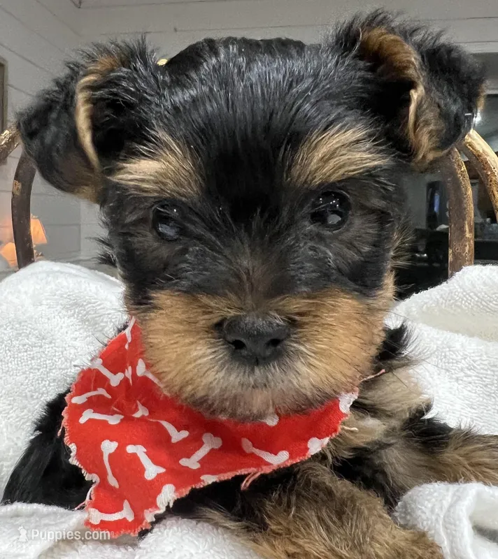 Boudin – Yorkshire Terrier puppy for sale in Kinder, LA