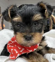 Boudin, a male Yorkshire Terrier for sale in Kinder, LA – 1 of 4
