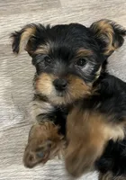 Boudin, a male Yorkshire Terrier for sale in Kinder, LA – 3 of 4