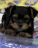 Boudin, a male Yorkshire Terrier for sale in Kinder, LA – 2 of 4