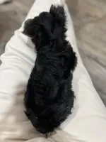 Boudin, a male Yorkshire Terrier for sale in Kinder, LA – 4 of 4