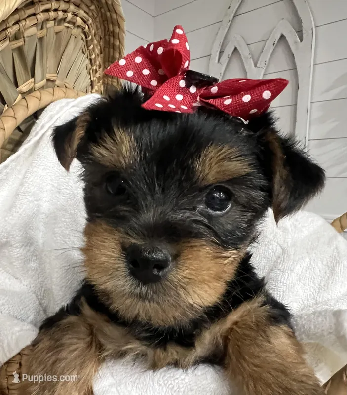 Spice – Yorkshire Terrier puppy for sale in Kinder, LA