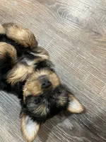 Spice, a female Yorkshire Terrier for sale in Kinder, LA – 3 of 3