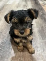 Spice, a female Yorkshire Terrier for sale in Kinder, LA – 2 of 3