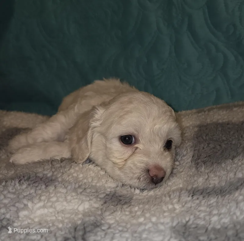 Mozzy – Poodle - Miniature , Morkie puppy for sale in Buckeye, AZ