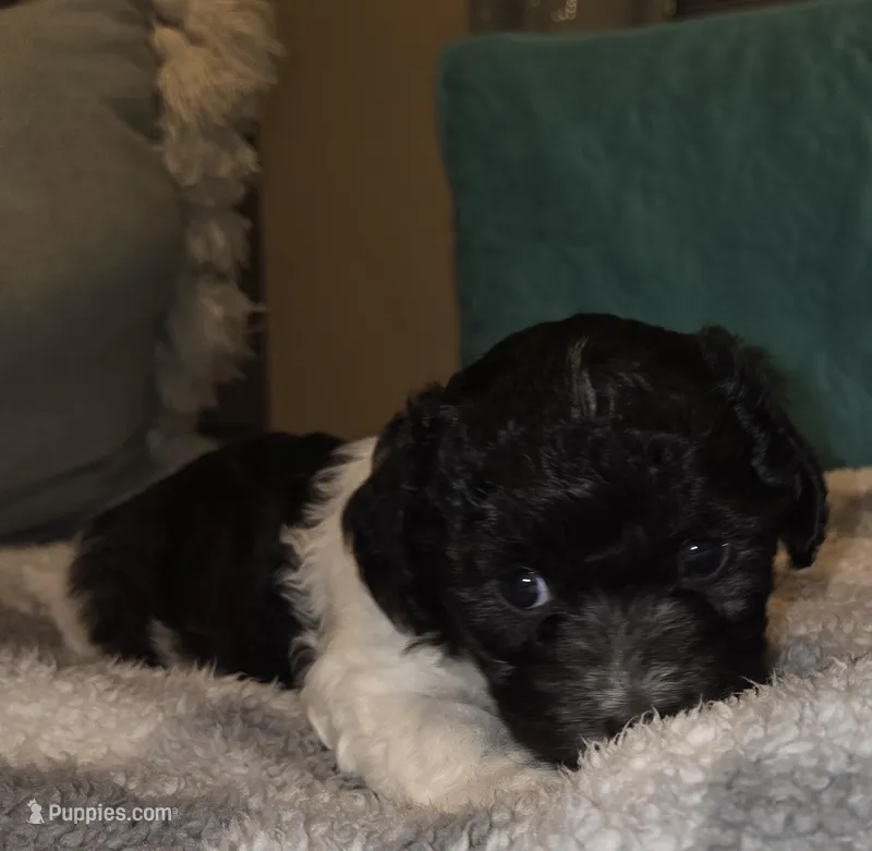 Oreo – Poodle - Miniature , Morkie puppy for sale in Buckeye, AZ