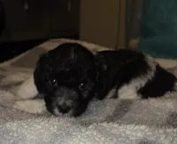 Oreo, a male Poodle - Miniature  and Morkie for sale in Buckeye, AZ – Photo 3 of 3