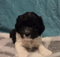 Oreo, a male Poodle - Miniature  and Morkie for sale in Buckeye, AZ – Photo 2 of 3