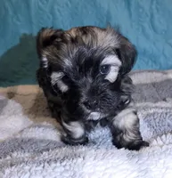 Jr, a male Poodle - Miniature  and Morkie for sale in Buckeye, AZ – Photo 1 of 3