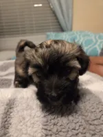 Jr, a male Poodle - Miniature  and Morkie for sale in Buckeye, AZ – Photo 3 of 3