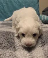 Biggie, a male Poodle - Miniature  and Morkie for sale in Buckeye, AZ – Photo 2 of 2