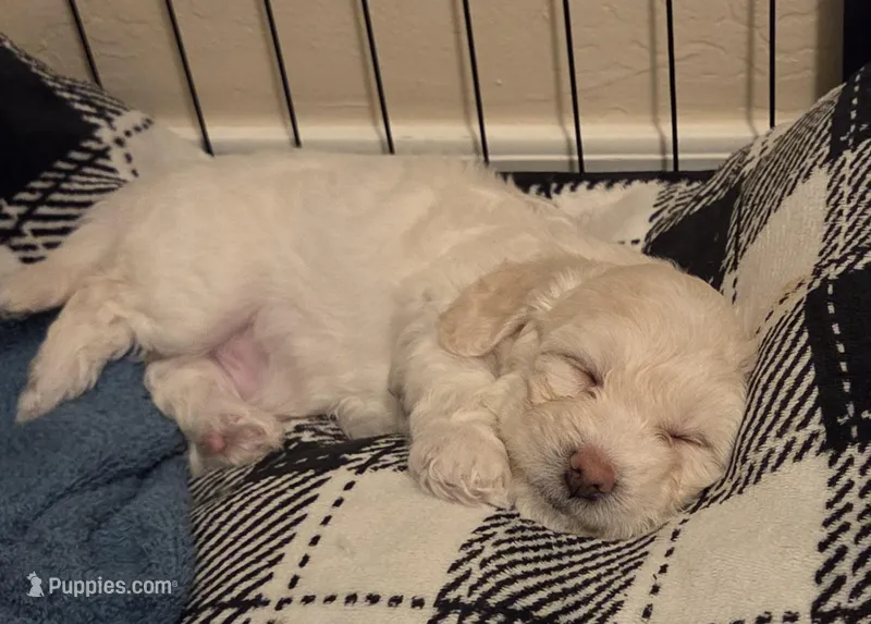 Biggie – Poodle - Miniature , Morkie puppy for sale in Buckeye, AZ
