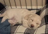 Biggie, a male Poodle - Miniature  and Morkie for sale in Buckeye, AZ – Photo 1 of 2