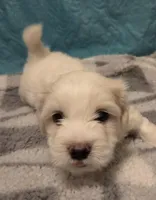Marshmellow, a male Poodle - Miniature  and Morkie for sale in Buckeye, AZ – Photo 3 of 4