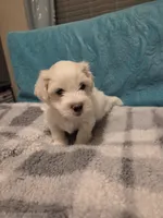 Marshmellow, a male Poodle - Miniature  and Morkie for sale in Buckeye, AZ – Photo 2 of 4