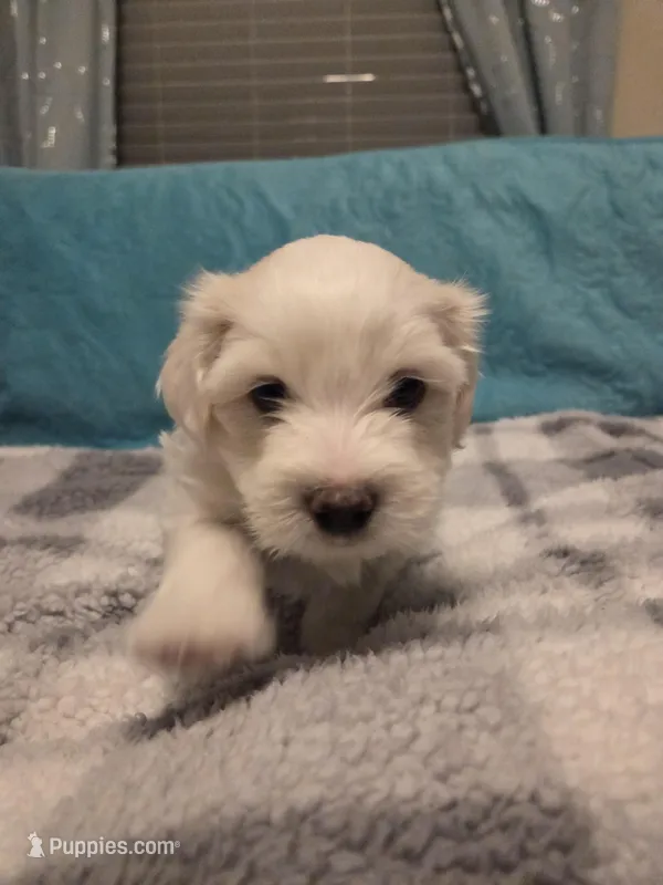 Marshmellow – Poodle - Miniature , Morkie puppy for sale in Buckeye, AZ