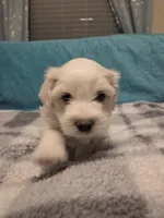 Marshmellow, a male Poodle - Miniature  and Morkie for sale in Buckeye, AZ – Photo 1 of 4