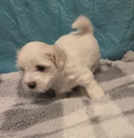 Marshmellow, a male Poodle - Miniature  and Morkie for sale in Buckeye, AZ – Photo 4 of 4