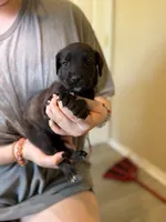 Tater Tot, a female Cane Corso and Poodle - Standard  for sale in Brownsville, TX – 3 of 5