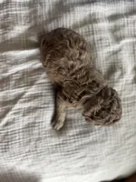 Rolo- Light brown Merle , a male Labradoodle for sale in Brownsville, TX – 2 of 4