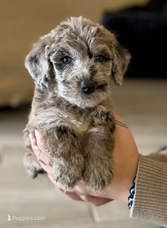 Rolo- Merle – Labradoodle puppy for sale in Brownsville, TX
