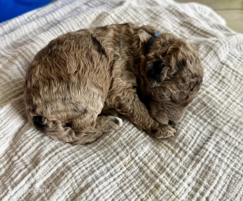 KitKat- Merle – Labradoodle puppy for sale in Brownsville, TX