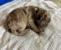 KitKat- Merle, a male Labradoodle for sale in Brownsville, TX – 1 of 4