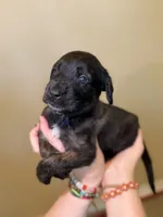Ravioli , a male Cane Corso and Poodle - Standard  for sale in Brownsville, TX – 2 of 6