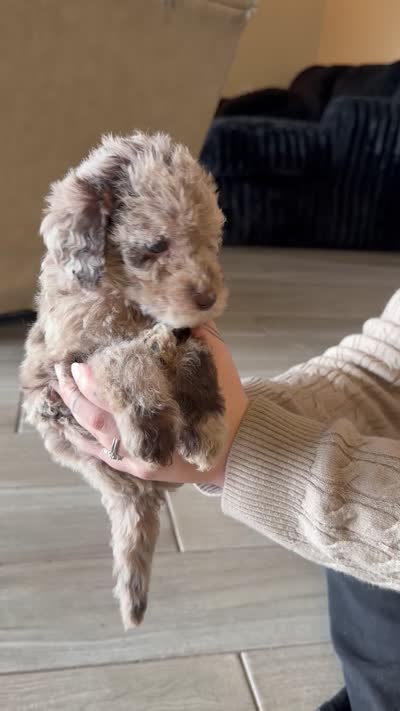 Twix- Merle , a male Labradoodle for sale in Brownsville, TX – 6 of 6