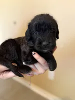 Noodle, a female Cane Corso and Poodle - Standard  for sale in Brownsville, TX – 5 of 6