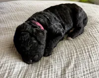 Espresso, a female Labradoodle for sale in Brownsville, TX – 3 of 3