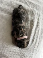 Toffee -Dark Merle , a female Labradoodle for sale in Brownsville, TX – 2 of 3
