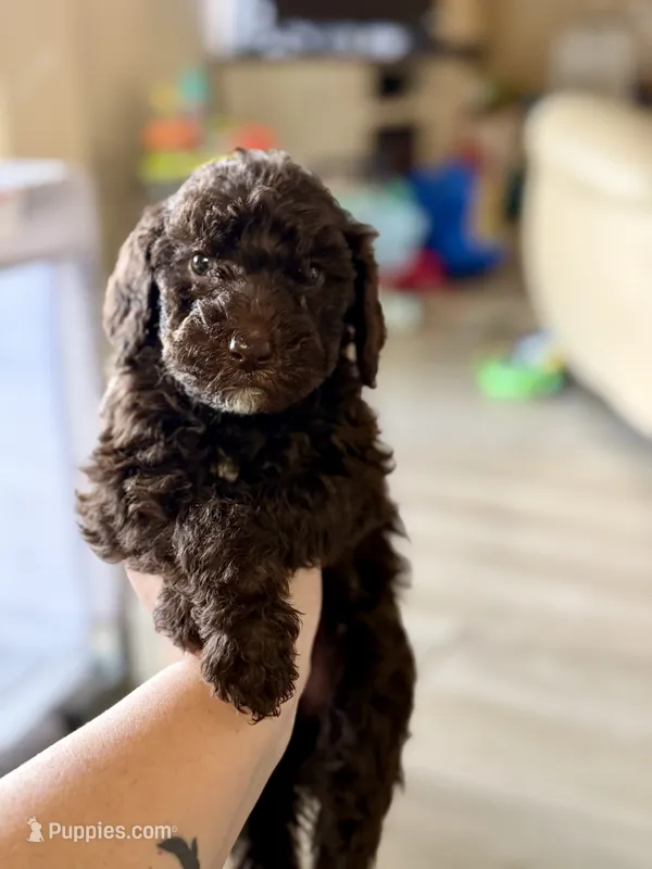 Hersheys – Labradoodle puppy for sale in Brownsville, TX