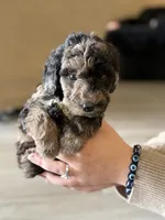 Snickers- Dark Merle, a female Labradoodle for sale in Brownsville, TX – 1 of 5