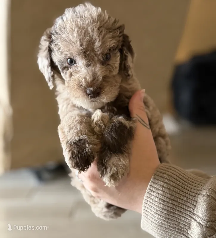 Twix- Merle  – Labradoodle puppy for sale in Brownsville, TX