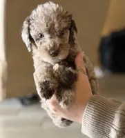 Twix- Merle , a male Labradoodle for sale in Brownsville, TX – 1 of 6