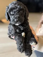 Tootsie , a female Labradoodle for sale in Brownsville, TX – 1 of 6