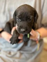 Dumpling, a male Cane Corso and Poodle - Standard  for sale in Brownsville, TX – 2 of 3