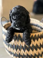Tootsie , a female Labradoodle for sale in Brownsville, TX – 3 of 6
