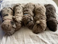 Hersheys, a male Labradoodle for sale in Brownsville, TX – 2 of 2